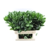 Ruscus Hypophyllum