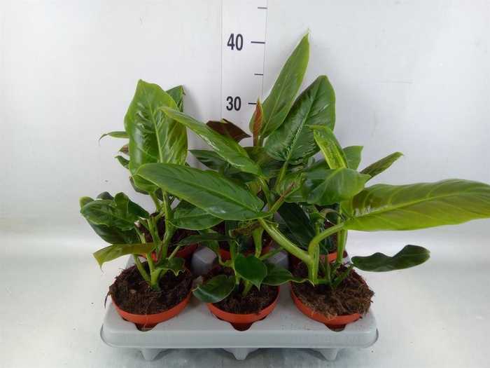 <h4>Philodendron   ...</h4>