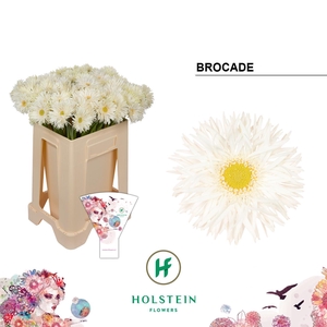 Germini Spider Brocade Water/Hoes x80
