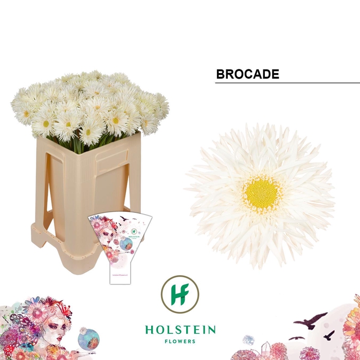 <h4>Germini Spider Brocade Water/Hoes x80</h4>