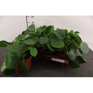 Pilea 13 Cm. P. Peperomoides
