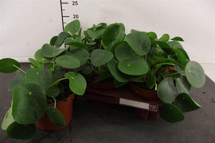 <h4>Pilea 13 Cm. P. Peperomoides</h4>