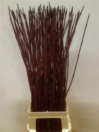 <h4>Cornus Alba Sibirica Red 90cm</h4>