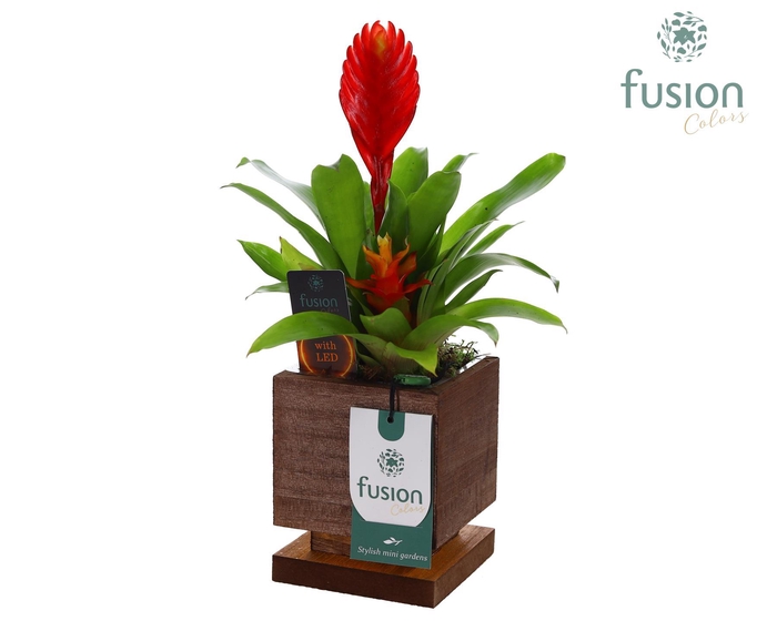 <h4>The Green Lighting Garden LED Small met Bromelia</h4>