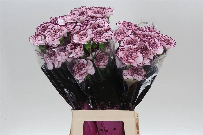 <h4>Anjer Lang Damascus</h4>