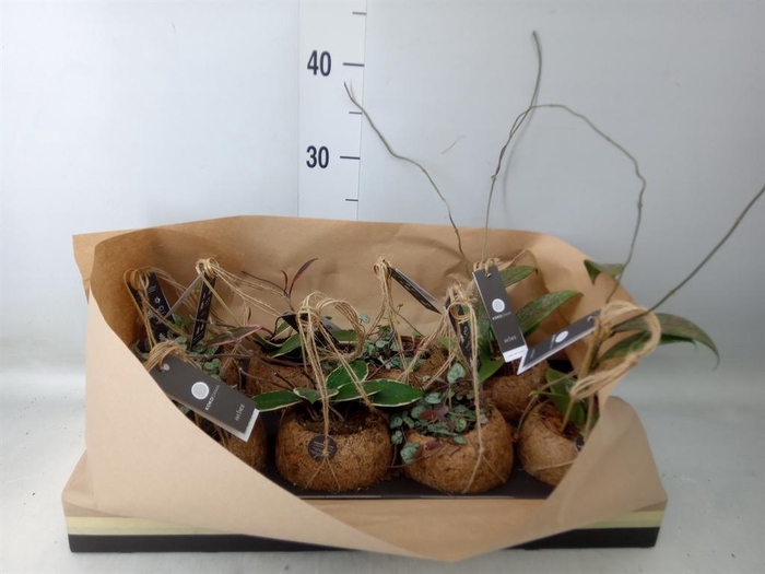 <h4>Hanging plant   ...</h4>