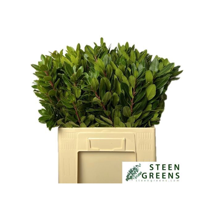 <h4>ARBUTUS UNEDO</h4>