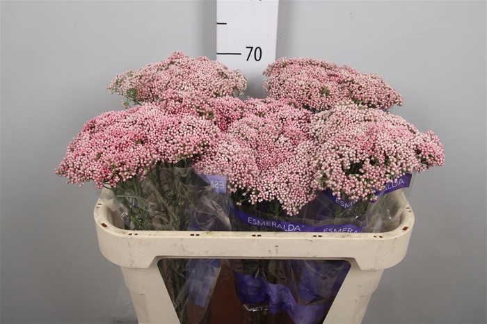 <h4>Ozoth Cooks Tall Pink</h4>