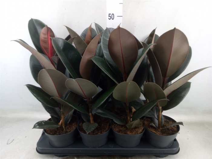 <h4>Ficus elastica 'Abidjan'</h4>