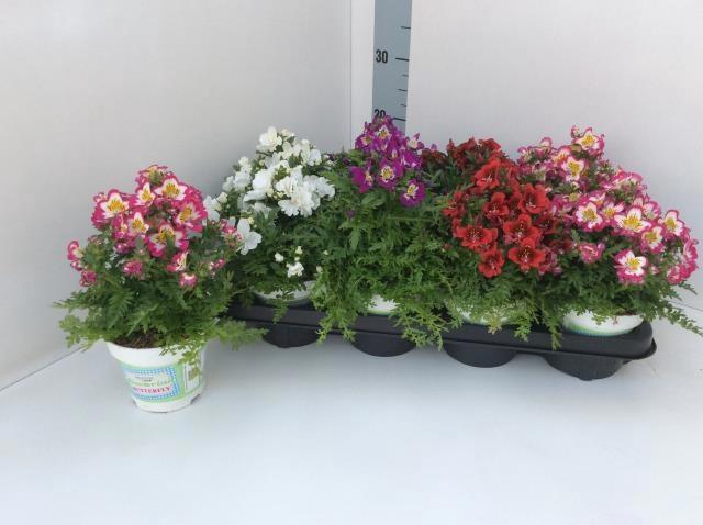 <h4>SCHIZ ATLANTIS CV</h4>