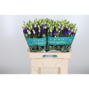 Eust G Rosita Blue