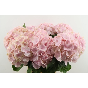 Hydr M Verena Pink 65-22
