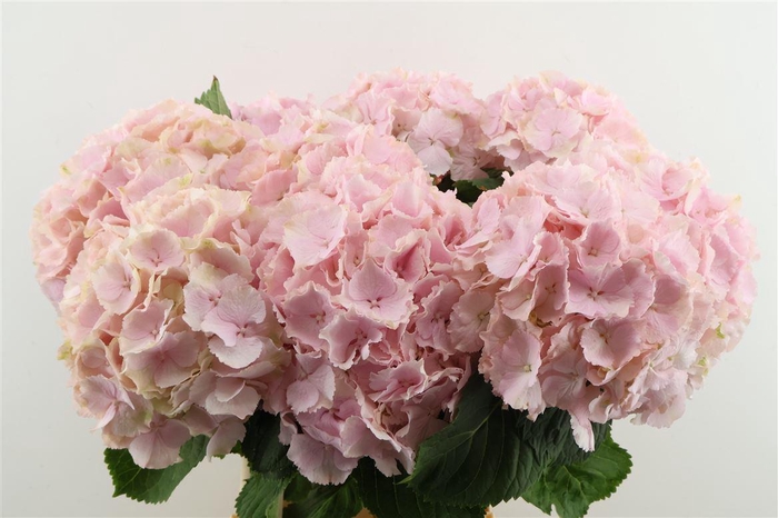 <h4>Hydr M Verena Pink 65-22</h4>