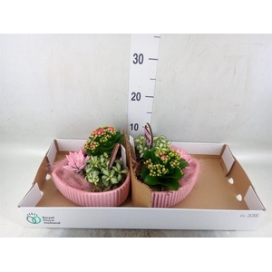 Arr.    Planten  L%