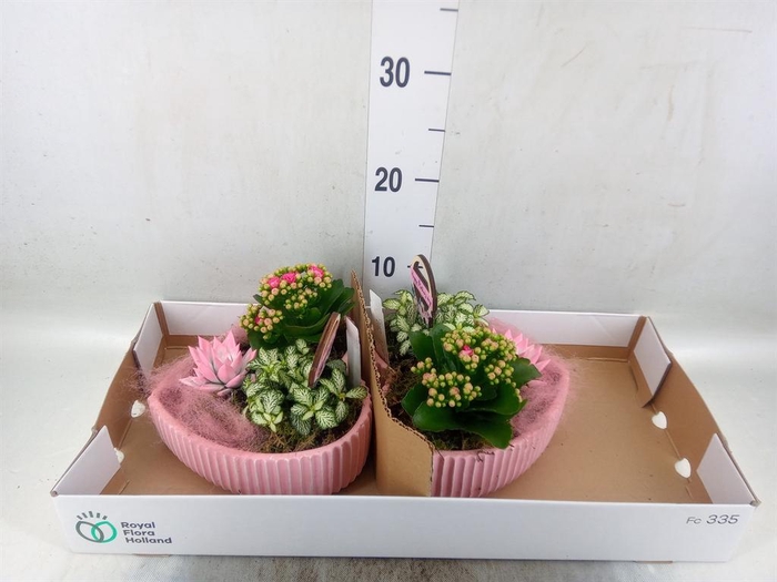<h4>Arr.    Planten  L%</h4>