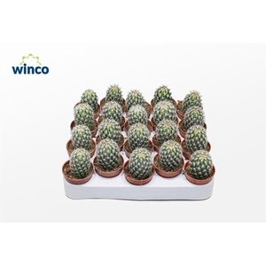 Mammillaria Microhelia