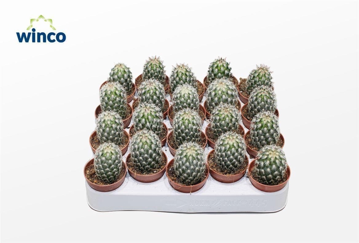 <h4>Mammillaria Microhelia</h4>