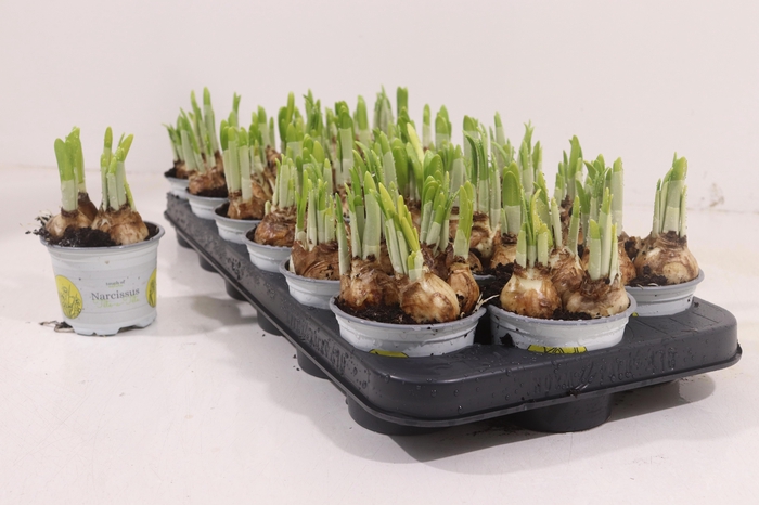 <h4>NARC O TETE A TETE</h4>