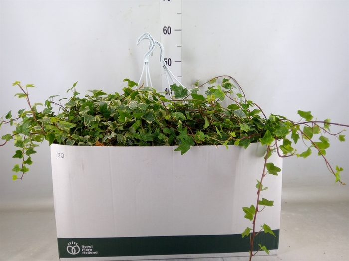 <h4>Hedera helix 'Eva'</h4>