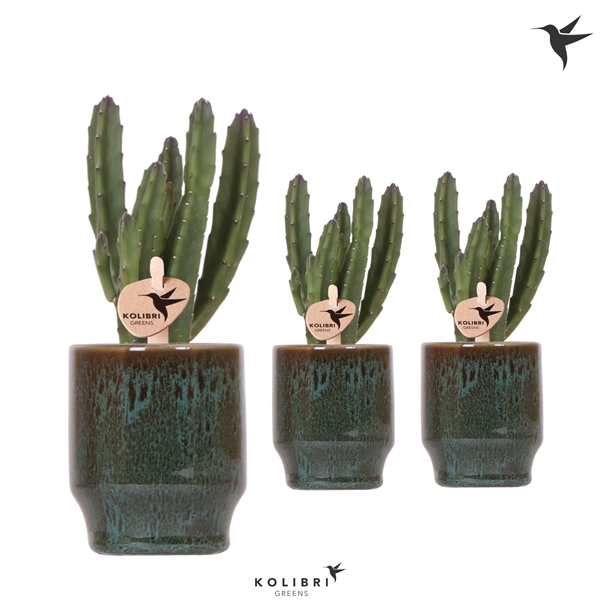 <h4>Kolibri Greens Stapelia Leenderziae in Classy pot green</h4>