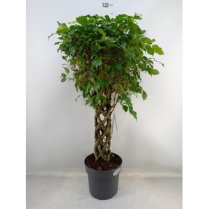 Ficus benja.   ...special shapes