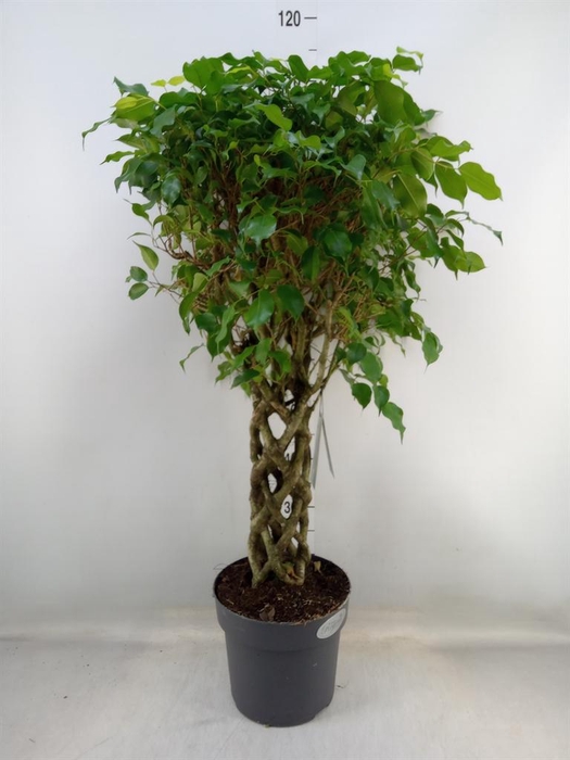 <h4>Ficus benja. ...special shapes</h4>