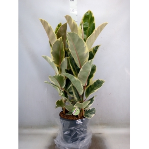 Ficus elastica 'Tineke'