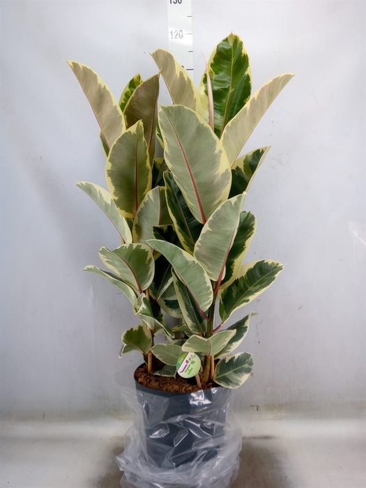 <h4>Ficus elastica 'Tineke'</h4>