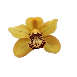 CYMB T AUSTRALIAN TIGER