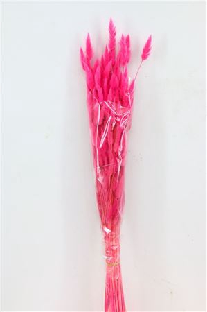 <h4>Dried Lagurus Cerise Bunch</h4>