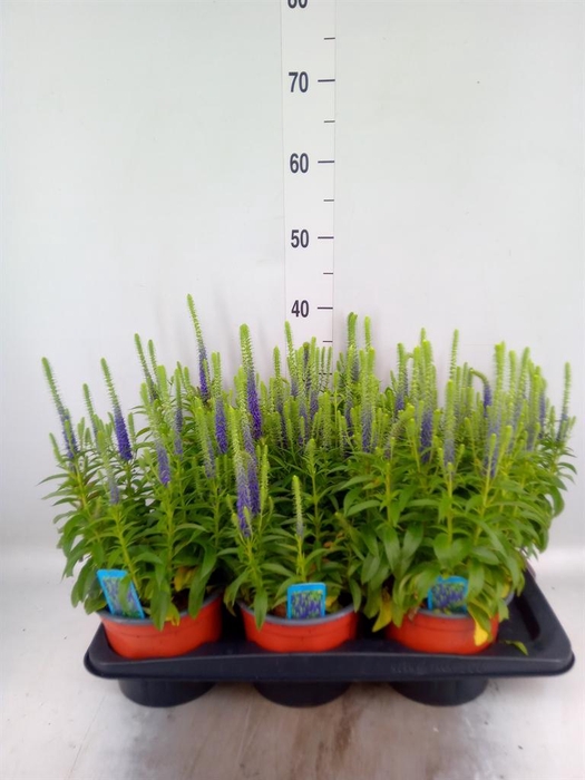 <h4>Veronica spicata 'UlsterDwarf Blue'</h4>