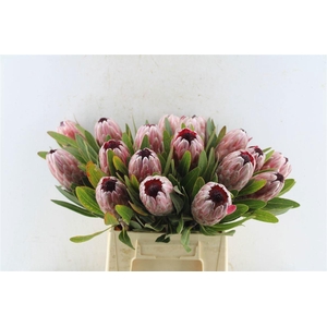 PROTEA PINK ICE