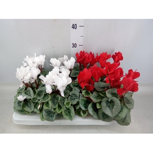 Cyclamen MD   ...