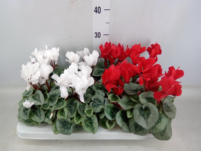 <h4>Cyclamen MD   ...</h4>