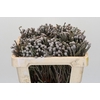 Kaaps Groen Silver Brunia