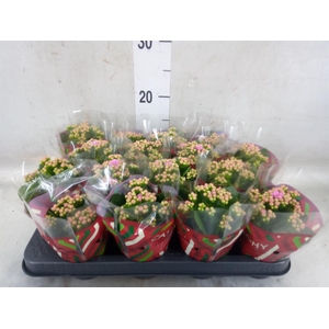 Kalanchoe blos. 'Calandiva Zeta'