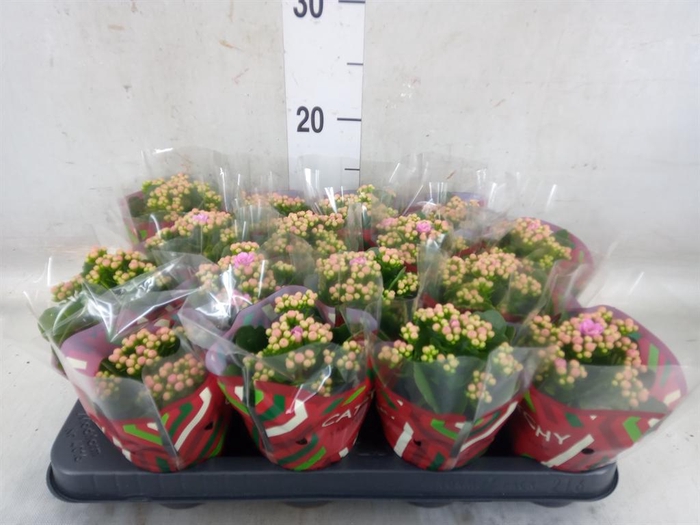 <h4>Kalanchoe blos. 'Calandiva Zeta'</h4>