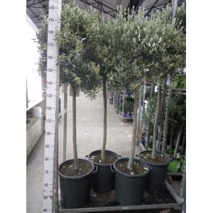 Olea europaea