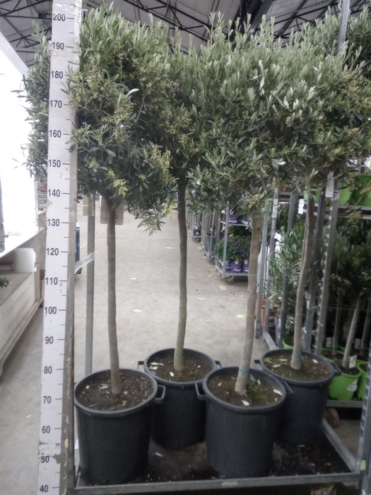 <h4>Olea europaea</h4>