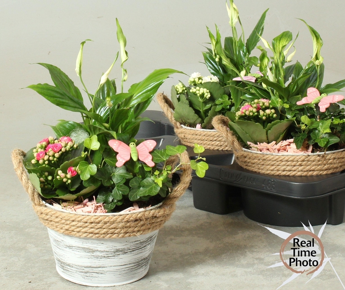 <h4>ARR KAMERPL</h4>