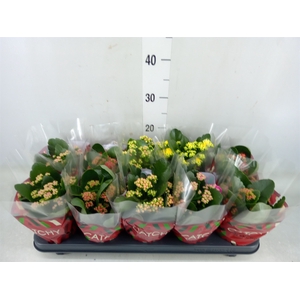 Kalanchoe blos.   ..rosebud mix  5