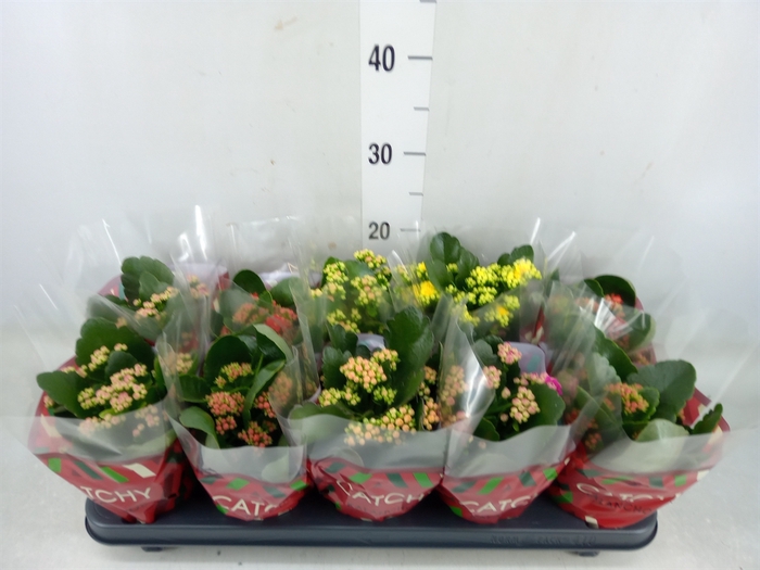 <h4>Kalanchoe blos.   ..rosebud mix  5</h4>