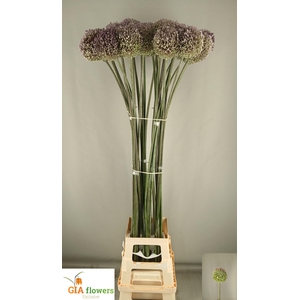 Allium Summer Drumme