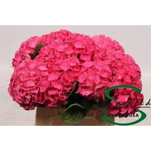 HYDR M CH RODEO RD