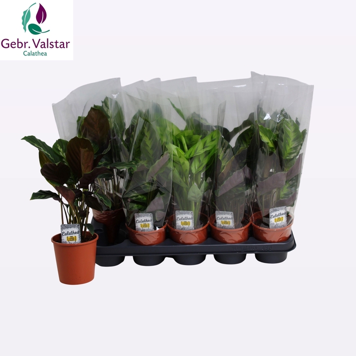 <h4>CALAT GEM 3 SRT</h4>