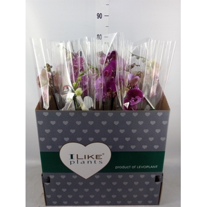 Phalaenopsis   ...mix