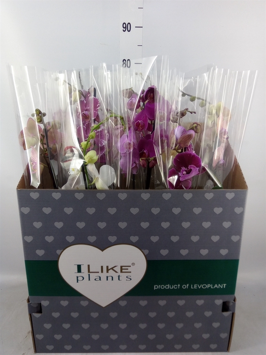 <h4>Phalaenopsis   ...mix</h4>