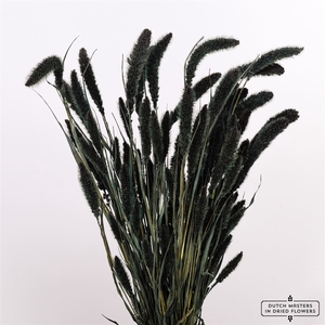 Dried Setaria X5 Black Bunch