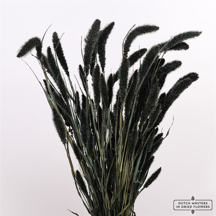 <h4>Dried Setaria X5 Black Bunch</h4>