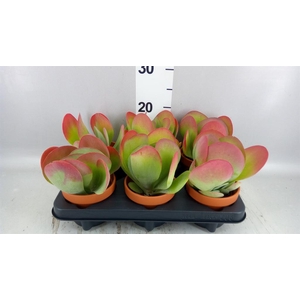 Kalanchoe NF thyrsiflora